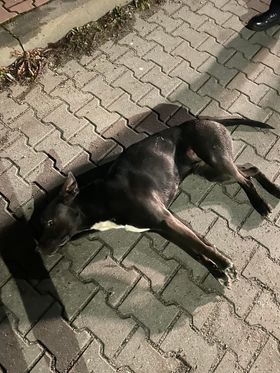 Pies potrącony na ul. Jagiellońskiej czekał na właściciela u weterynarza